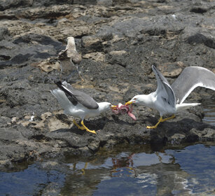 Gabbiani reali atlantici, Yellow-legged Gulls Lanzarote