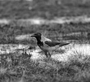 Cornacchia grigia, Hooded Crow Finlandia, Finland