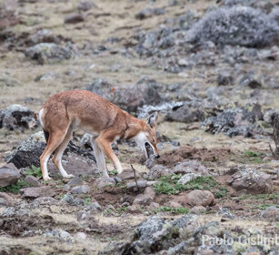 Lupo del Simien (Canis simiensis), Simien Wolf caccia, hunting, Sanetti plateau