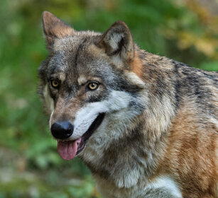Lupo (Canis lupus), Wolf Bayerischerwald, Germania, Germany