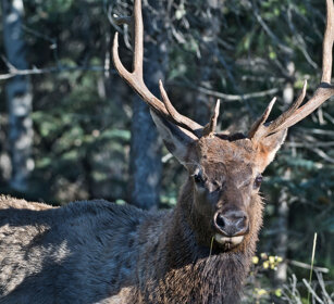 male Wapiti, Banff NP
