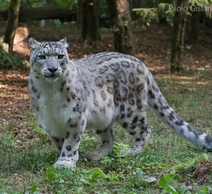 Leopardo delle nevi, Snow Leopard