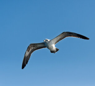 Gabbiano, Seagull 