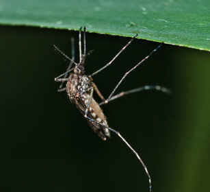 Zanzara (Culex), Mosquito