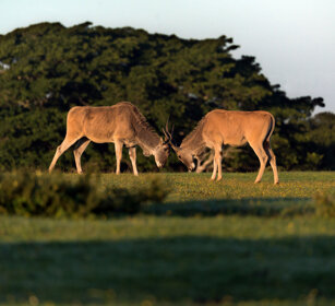 Antilopi alcine (Taurotragus oryx), Elands Riserva naturale De Hoop, De Hoop natural reserve