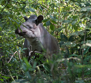 Tapiro, Lowland Tapir