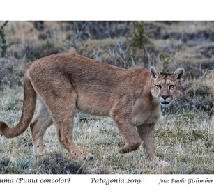 Puma Patagonia Puma Patagonia