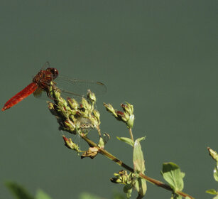 Crocothemys erythraea m., m. Common Scarlet-darter