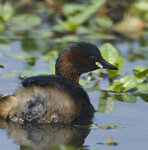 Tuffetto (Tachybaptus ruficollis), Little Grebe