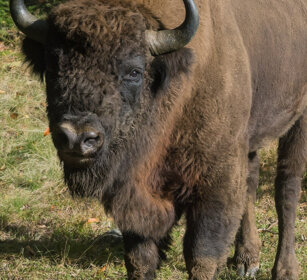 Bisonte europeo (Bison bonasus), European Bison Bayerischerwald NP