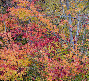Indian summer Jacques Cartier NP