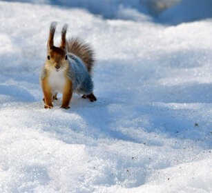 Scoiattolo rosso, Red Squirrel Finlandia, Finland