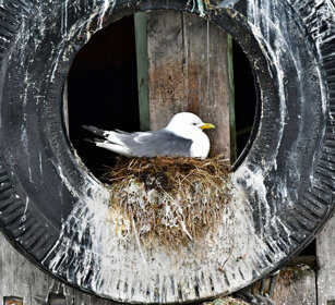 Gabbiano, Kittiwake Norvegia, Norway, Varanger Gabbiano, Kittiwake Norvegia, Norway, Varanger