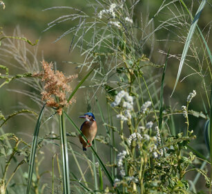 Martin pescatore malachite (Alcedo cristata) Malachite Kingfisher, lago Zway, lake Zway