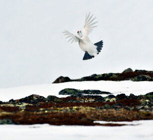 Pernice bianca, Ptarmigan Norvegia, Norway, Varanger