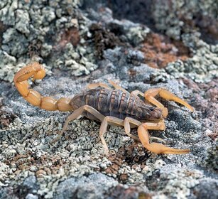 Scorpione (Aegeobuthus gibbosus) Scorpion