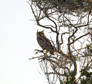 Gufo reale maculato (Bubo africanus) Spotted Eagle Owl, De Hoop NR