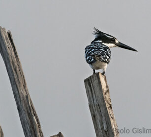 Martin pescatore bianco e nero (Ceryle rudis) Pied Kingfisher, lago Awasa, lake Awasa
