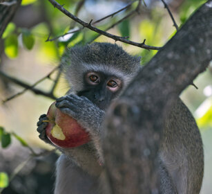 Cercopiteco verde (Chlorocebus pygerythrus) Vervet Monkey, Kruger NP