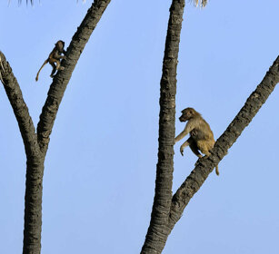 Amadriadi, Amadryas Baboons parco Awash, Awash NP