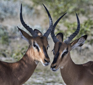 Impala (Aepyceros melampus) Etosha NP