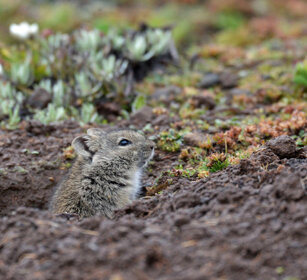 Arvicola dei prati (Arvicanthis blicki) Blicks Grass-rat, Sanetti plateau