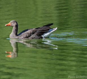 Oca selvatica, Greylag Goose