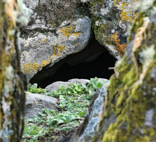 tana di Lupo del Simien, Simien Wolf hole Sanetti plateau