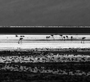 Fenicotteri rosa (Phoenicopterus roseus), Flamingo lago Natron, lake Natron