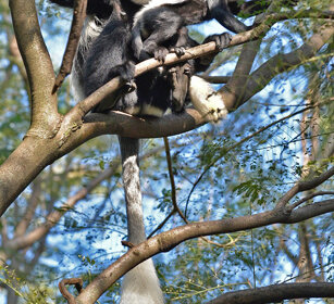 Guereza bianco nero con piccolo (Colobus guereza) Abyssinian Black-and-white Colobus monkey with its cub, lago Awasa, lake Awasa