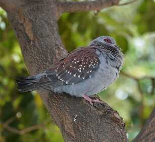 Colomba della Guinea, Columba guinea Speckled Pigeon