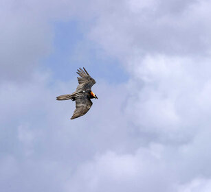Gipeto (Gypaetus barbatus), Lammergeier Simien mountains
