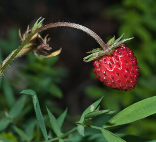 Fragola di bosco (Fragaria vesca), Strawberry