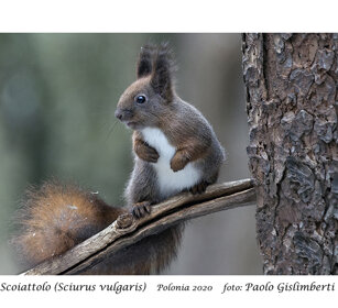Scoiattolo, Red Squirrel Polonia, Poland Scoiattolo, Red Squirrel Polonia, Poland