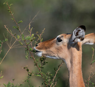 Cobo ugandese Uganda