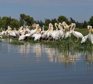 Pellicani, Pelecanus onocrotalus Great White Pelicans, lago Zway, lake Zway