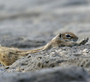 Xero del Nord Africa (Atlantoxerus getulus) Barbary Ground Squirrel, Fuerteventura