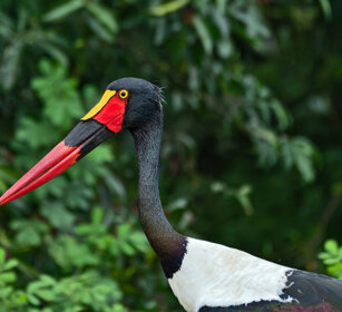 Mitteria del Senegal Uganda