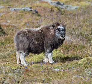 Bue muschiato juv. (Ovibos moschatus), Muskox cub parco nazionale di Dovrefjell, Dovrefjell NP
