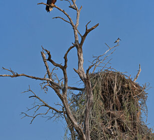 Aquila e Martino Uganda