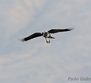 Corvo pettobianco (Corvus Albus), Pied Crow Debre Libanos