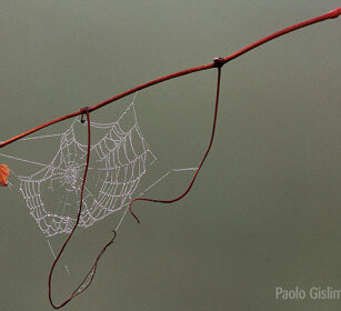 Ragnatela, spiderweb Frossasco (To), Piemonte