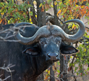 Bufalo africano (Syncerus caffer) African Buffalo, Kruger NP