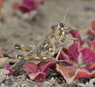 Dolicorys luteipes lobata Lanzarote