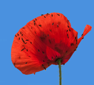 datteri su Papavero, diptera on a poppy