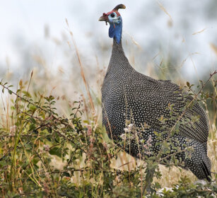 Faraona di Numidia (Numidia meleagris) Helmeted Guineafowl, Waterberg range