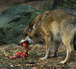 Lupo (Canis lupus), Wolf Bayerischerwald NP