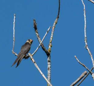 Falco-cuculo (Falco vespertinus) Red-footed Falcon Falco-cuculo (Falco vespertinus) Red-footed Falcon