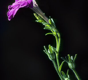 Petunia