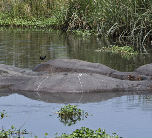Rallo nero (Amaurornis flavirostra) su Ippopotami Black Crake and Hippos, Serengeti NP